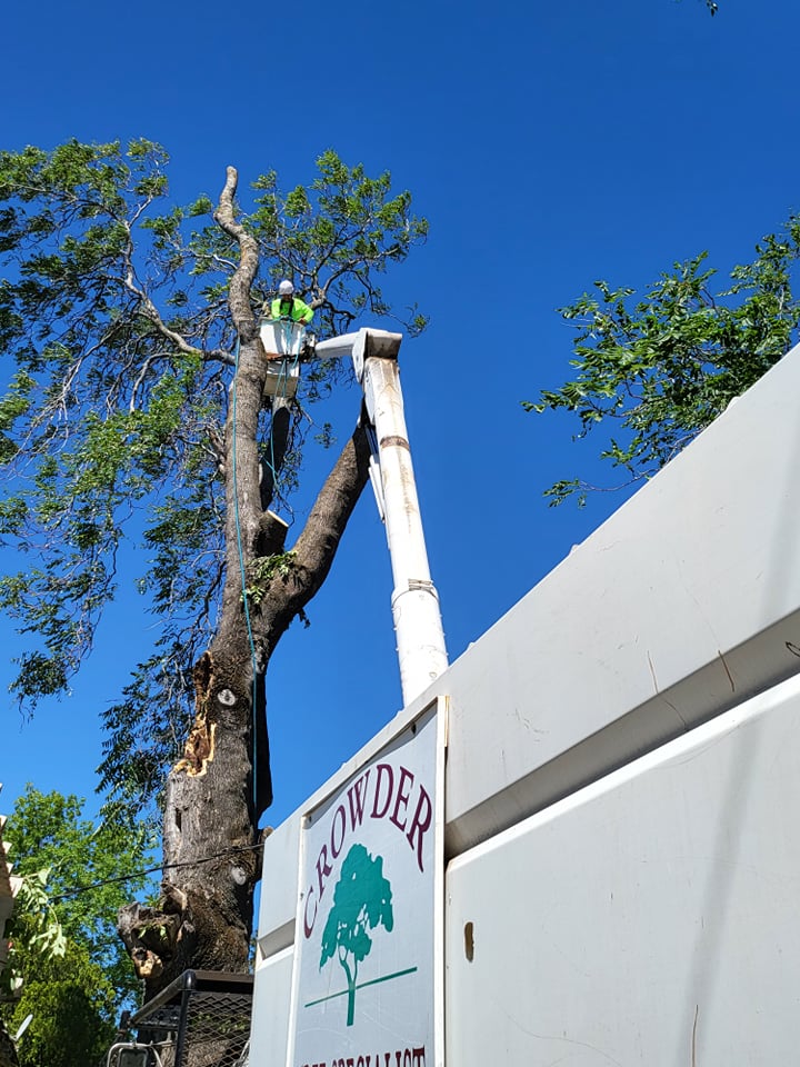 crane truck with man triming tree