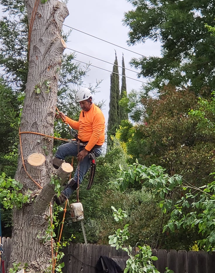 man triming tree